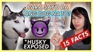 'MGA DAPAT MONG MALAMAN BAGO MAG-ALAGA NG HUSKY DOG (PHILIPPINES)'