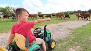 'Using tractors and hay to help lost cows | Tractors for kids'