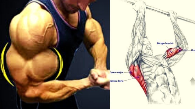 'THE BEST PROGRAMME MUSCULATION BICEPS TRICEPS AVANT BRAS / ARMS WORKOUT FOR MASS.'