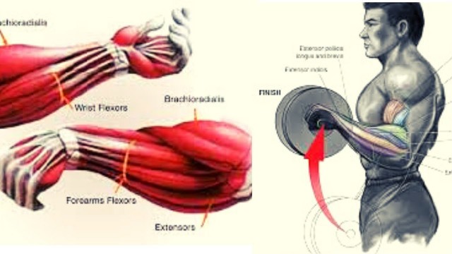 'BEST FULL FOREARMS WORKOUT AT HOME /programme  musculation avant-bras'