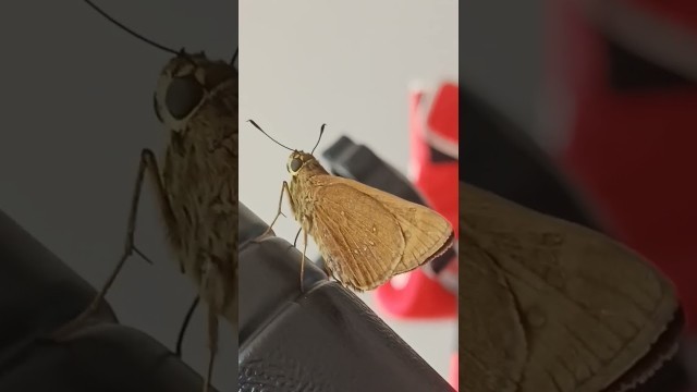 'gym with cute butterfly #butterfly #gym #fitness'