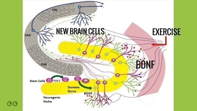 'Aerobic Exercise for New Brain Cells and Cognitive Performance'