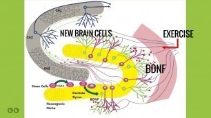 'Aerobic Exercise for New Brain Cells and Cognitive Performance'