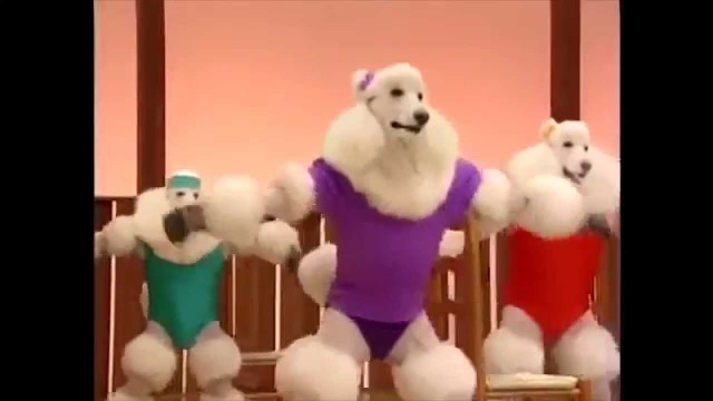 'working out with poodles (freaky)'