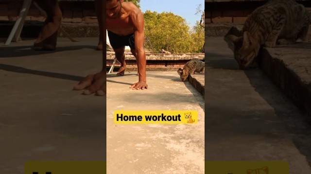 'll cat with workout on home ll